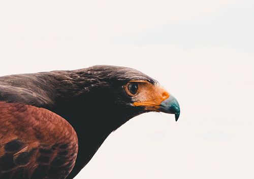 focus photo of bird