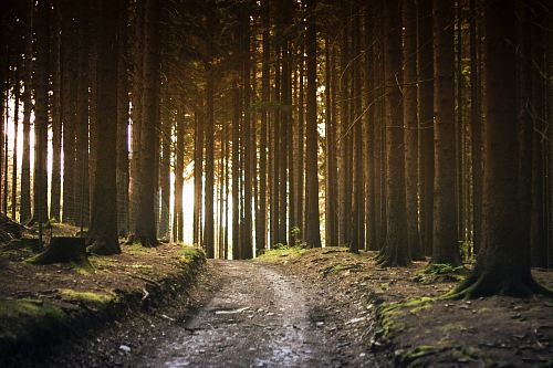 forest pathway