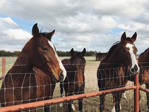 four brown horses behind fence