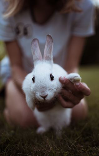 girl holding white rabbit