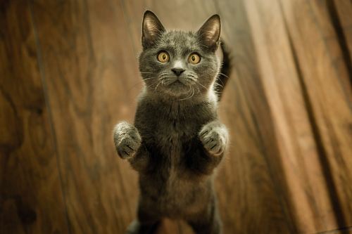 gray cat standing in two feet