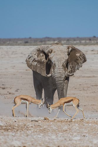 gray elephant near two deers