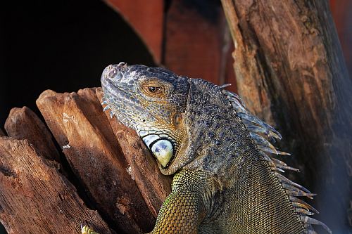 gray iguana