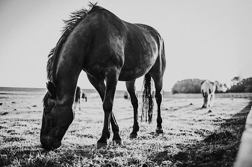 grayscale photo of horse eating grass