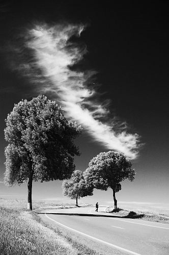 grayscale photo of person on road between trees