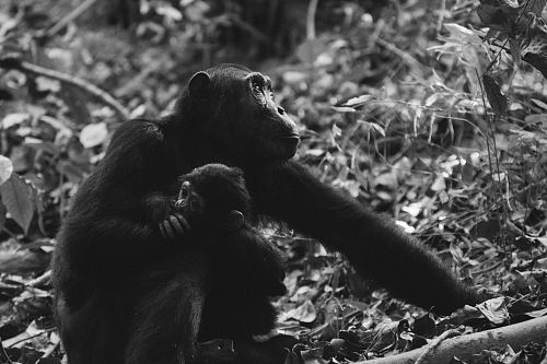 grayscale photo of two monkeys