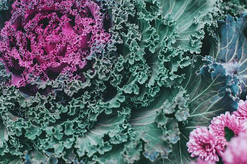 green and purple leafed-plant