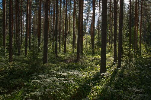 green forest during daytime