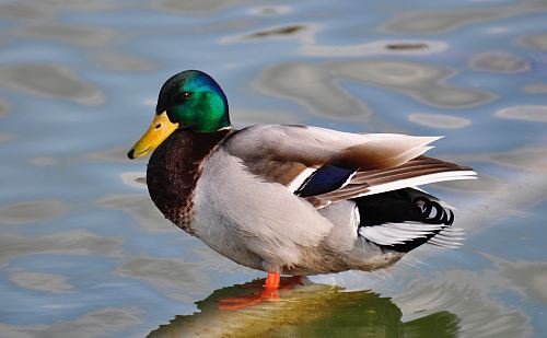 green, gray, and brown mallard duck in body of water