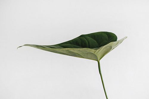 green leaf photography