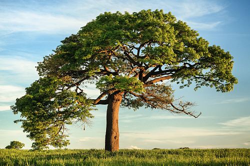 green leaf tree under blue sky