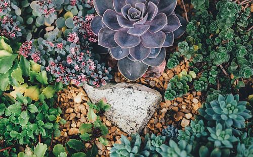 grey stone surrounded with succulent plants