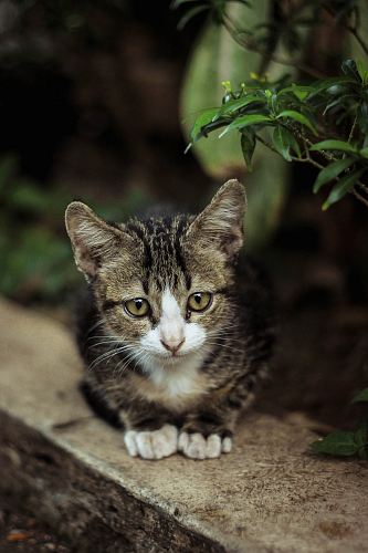 grey tabby kitten