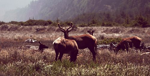 group of reindeer on grass field