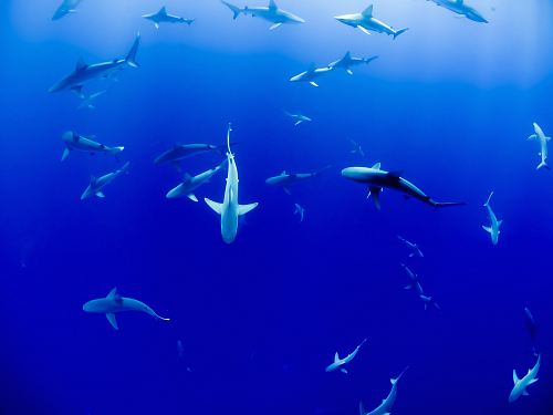group of sharks under body of water