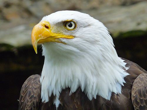hawk