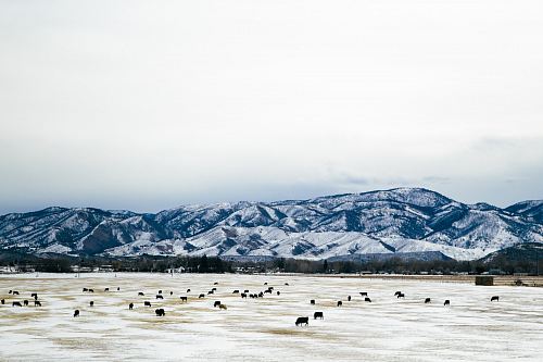 herd of black animals on field near mountain