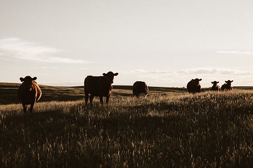 herd of cows on grassland