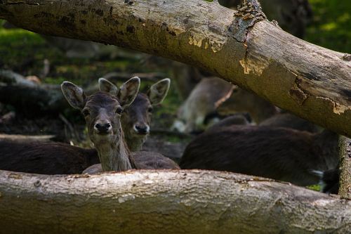 herd of deer under tree log