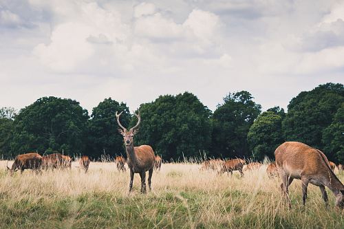 herd of deer