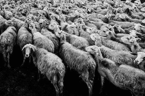 herd of sheep in grayscale photo