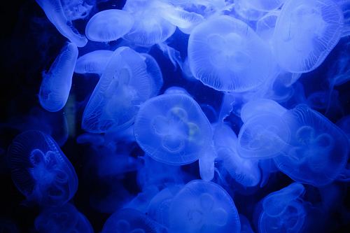 jellyfish