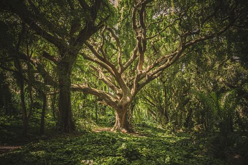 large tree in middle of forest during daytime