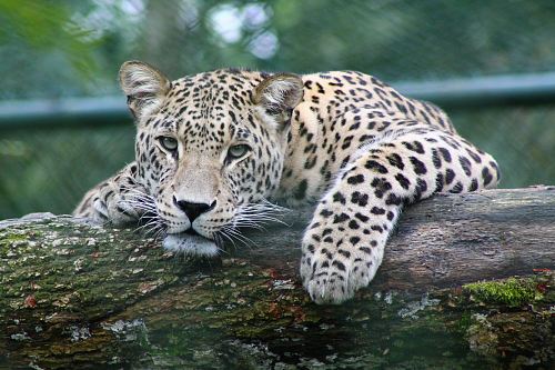 leopard on tree branch