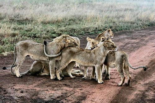 lion and lioness standing near green grass