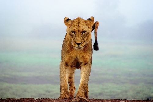 lioness standing on brown sands