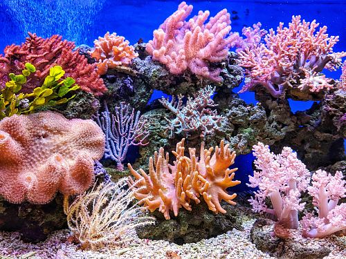 live corals