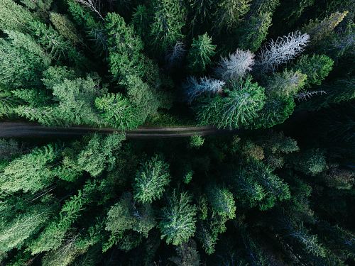 low angle photo of pine trees
