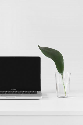 MacBook Pro beside plant in vase
