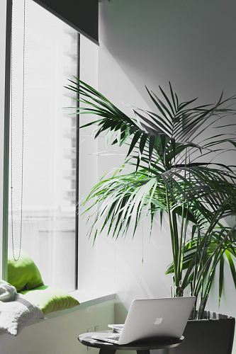 MacBook Pro near potted plant
