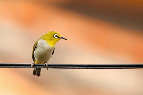 macro shot of green and white bird on black electrical cable