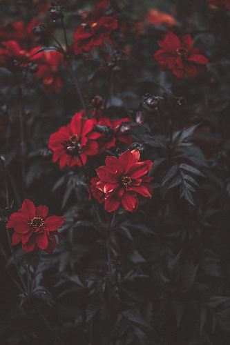 macro shot photography of red rose