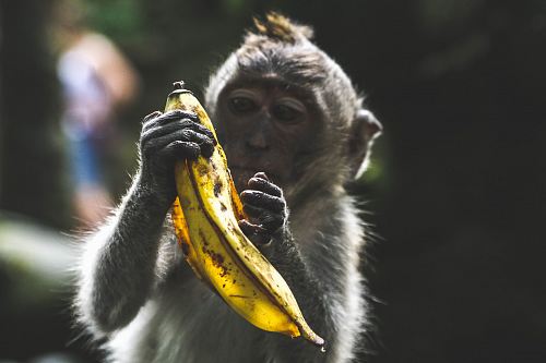 monkey holding banana peel during daytime