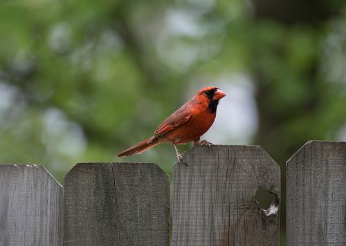 orange bird on gray wooden fenc