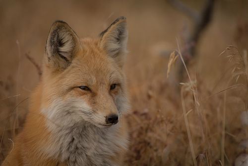 orange fox on grass field