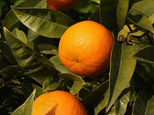 orange fruits