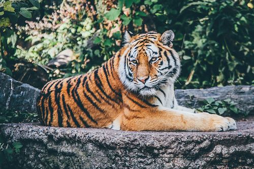 orange tiger on grey concrete flooring