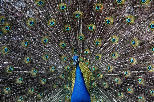 peacock wallpaper