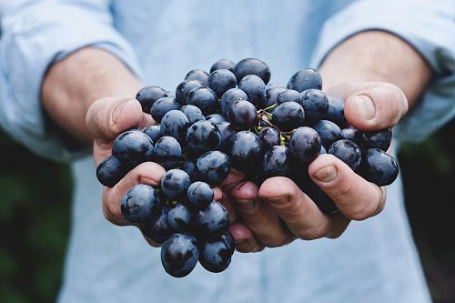 person holding grapes