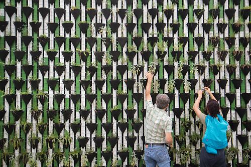 person planting on hanged pots
