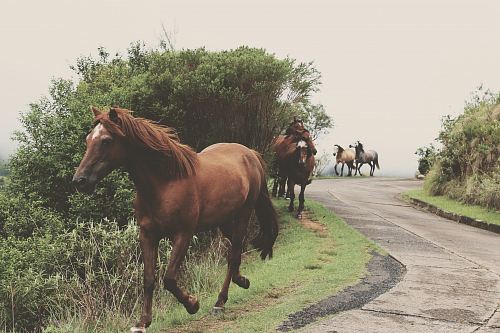 photo of running brown horses during daytime