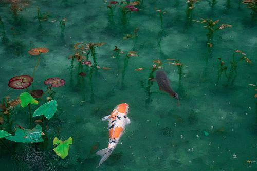 photo of two black, white, and orange koi fish
