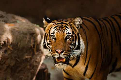 photography of lion
