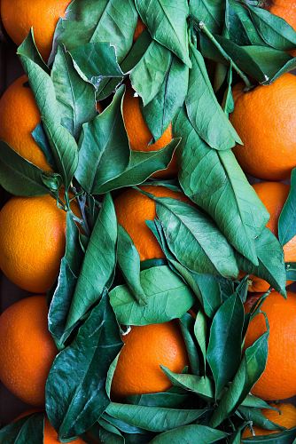 pile of round orange fruits
