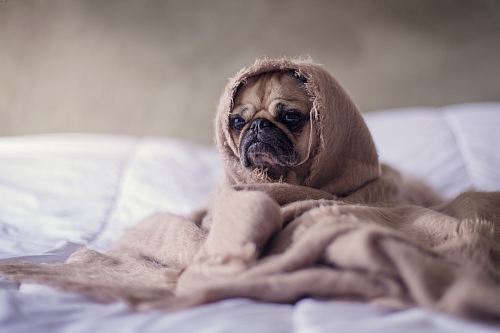 pug covered with blanket on bedspread