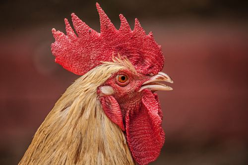 red and brown rooster head in closeup shot